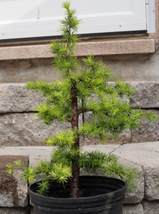 Larch with new growth pinched