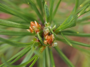 New buds on Mugo Pine